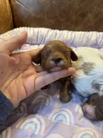 Brownie, a male Cavapoo for sale in Carlsbad, CA – Photo 4 of 10