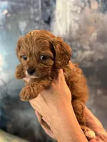Tiny Toy F1 Cavapoo Brownie, a male Cavapoo for sale in Carlsbad, CA – Photo 5 of 10
