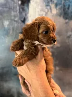 Tiny Toy F1 Cavapoo Brownie, a male Cavapoo for sale in Carlsbad, CA – Photo 3 of 10