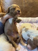 Brownie, a male Cavapoo for sale in Carlsbad, CA – Photo 6 of 10