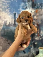 Tiny Toy F1 Cavapoo Brownie, a male Cavapoo for sale in Carlsbad, CA – Photo 8 of 10