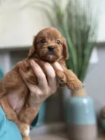 Bella, a male Cavapoo for sale in Carlsbad, CA – 2 of 10