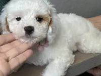 Fiona, a female Cavapoo and Poodle - Miniature  for sale in Carlsbad, CA – 2 of 10