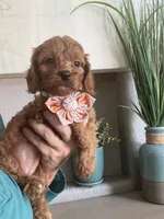 Ginger- red toy Cavapoo , a female Cavapoo for sale in Carlsbad, CA – 2 of 10