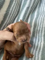 Red Cavapoo boy 2 with a little white , a male Cavapoo for sale in Carlsbad, CA – 4 of 10