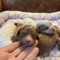 Red, a male Cavapoo for sale in Carlsbad, CA – Photo 2 of 9
