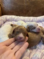 Red, a male Cavapoo for sale in Carlsbad, CA – Photo 2 of 10