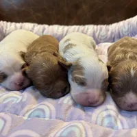 Red, a male Cavapoo for sale in Carlsbad, CA – Photo 8 of 9