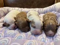 Red, a male Cavapoo for sale in Carlsbad, CA – Photo 8 of 10