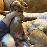 Red, a male Cavapoo for sale in Carlsbad, CA – Photo 4 of 9