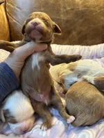 Red, a male Cavapoo for sale in Carlsbad, CA – Photo 4 of 10