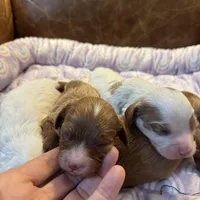 Red, a male Cavapoo for sale in Carlsbad, CA – Photo 7 of 9
