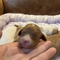 Red, a male Cavapoo for sale in Carlsbad, CA – Photo 1 of 9