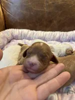 Red, a male Cavapoo for sale in Carlsbad, CA – Photo 1 of 10