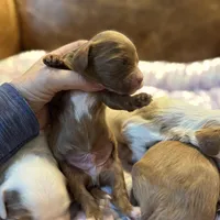 Red, a male Cavapoo for sale in Carlsbad, CA – Photo 5 of 9