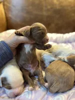 Red, a male Cavapoo for sale in Carlsbad, CA – Photo 5 of 10