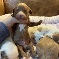 Red, a male Cavapoo for sale in Carlsbad, CA – Photo 3 of 9