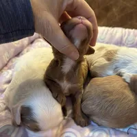 Red, a male Cavapoo for sale in Carlsbad, CA – Photo 6 of 9