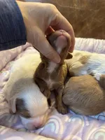 Red, a male Cavapoo for sale in Carlsbad, CA – Photo 6 of 10