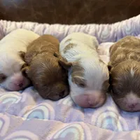 Red, a male Cavapoo for sale in Carlsbad, CA – Photo 9 of 9