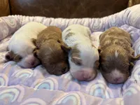 Red, a male Cavapoo for sale in Carlsbad, CA – Photo 9 of 10