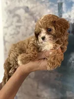 Super tiny Toy/ Teacup F1 Cavapoo Tiny Tim , a male Cavapoo for sale in Carlsbad, CA – Photo 8 of 10
