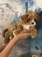 Super tiny Toy/ Teacup F1 Cavapoo Tiny Tim , a male Cavapoo for sale in Carlsbad, CA – Photo 6 of 10