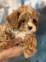 Super tiny Toy/ Teacup F1 Cavapoo Tiny Tim , a male Cavapoo for sale in Carlsbad, CA – Photo 7 of 10