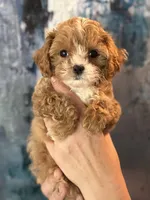 Super tiny Toy/ Teacup F1 Cavapoo Tiny Tim , a male Cavapoo for sale in Carlsbad, CA – Photo 5 of 10