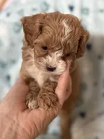Tiny Tim , a male Cavapoo for sale in Carlsbad, CA – Photo 9 of 10