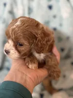 Tiny Tim , a male Cavapoo for sale in Carlsbad, CA – Photo 2 of 10