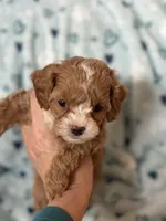 Tiny Tim , a male Cavapoo for sale in Carlsbad, CA – Photo 5 of 10