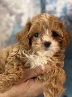 Super tiny Toy/ Teacup F1 Cavapoo Tiny Tim , a male Cavapoo for sale in Carlsbad, CA – Photo 10 of 10