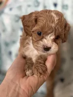 Tiny Tim , a male Cavapoo for sale in Carlsbad, CA – Photo 7 of 10