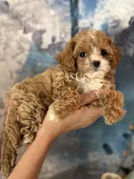 Super tiny Toy/ Teacup F1 Cavapoo Tiny Tim , a male Cavapoo for sale in Carlsbad, CA – Photo 2 of 10