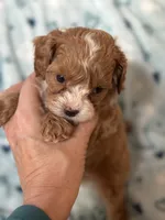 Tiny Tim , a male Cavapoo for sale in Carlsbad, CA – Photo 6 of 10