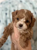 Tiny Tim , a male Cavapoo for sale in Carlsbad, CA – Photo 4 of 10