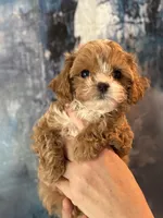 Super tiny Toy/ Teacup F1 Cavapoo Tiny Tim , a male Cavapoo for sale in Carlsbad, CA – Photo 1 of 10