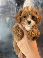 Super tiny Toy/ Teacup F1 Cavapoo Tiny Tim , a male Cavapoo for sale in Carlsbad, CA – Photo 3 of 10