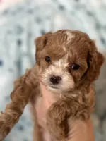 Tiny Tim , a male Cavapoo for sale in Carlsbad, CA – Photo 8 of 10