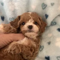 Super tiny Toy/ Teacup F1 Cavapoo Tiny Tim , a male Cavapoo for sale in Carlsbad, CA – Photo 9 of 10