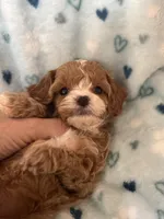 Tiny Tim , a male Cavapoo for sale in Carlsbad, CA – Photo 1 of 10
