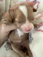Toffee, a female Cavapoo for sale in Carlsbad, CA – 4 of 8