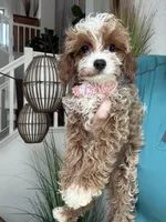 Maggie, a female Cavapoo for sale in Carlsbad, CA – 5 of 8