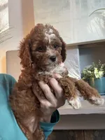 Willow, a female Cavapoo for sale in Carlsbad, CA – 3 of 10