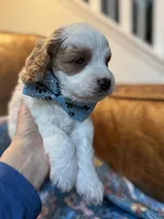 Crash , a male Cavapoo for sale in Carlsbad, CA – 5 of 10