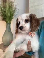 Bonnie, a female Cavapoo for sale in Carlsbad, CA – 4 of 10