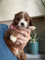 Maggie, a female Cavapoo for sale in Carlsbad, CA – 6 of 10