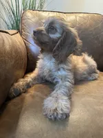 F1 Cavapoo boy Tomas, a male Cavapoo for sale in Carlsbad, CA – 10 of 10