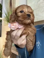 Lilly, a female Cavapoo for sale in Carlsbad, CA – 6 of 10